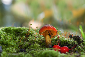 Beautiful forest mushroom toadstool. Fantastic, magical autumn landscape macro.Mushroom among green grass and moss in a clearing in a dark forest, lit by the evening sun.