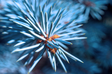 Macro Image of Sharp Needle Tips of Blue Spruce Tree and Spider Web. New Year, Christmas Tree Concept.