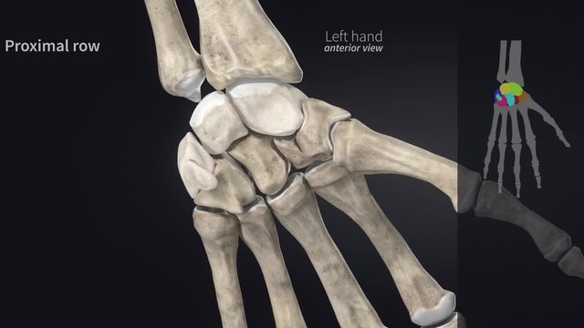 Carpal bones  &ndash; wrist bones -  educational video with labels