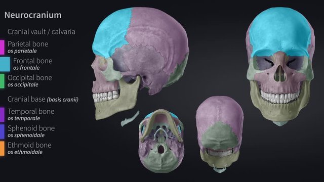 Skull - cranium - educational video with labels part 2