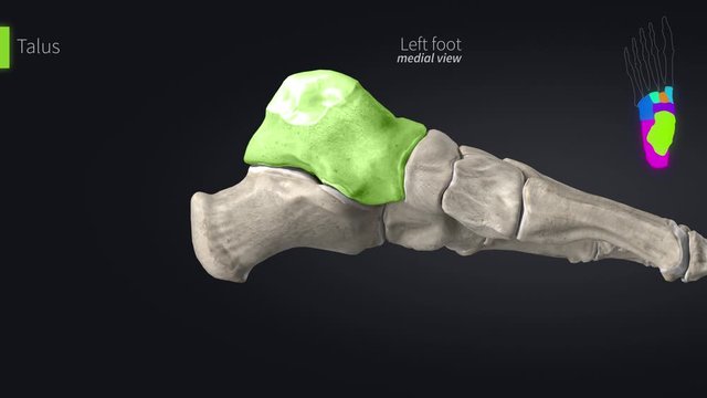 Tarsal Bones - Ossa Tarsi - Educational Video With Labels