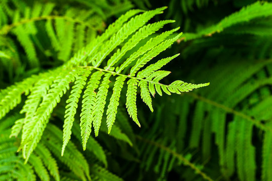 Close-up Image of Green Fern Leaves on Blurred Foliage Background.