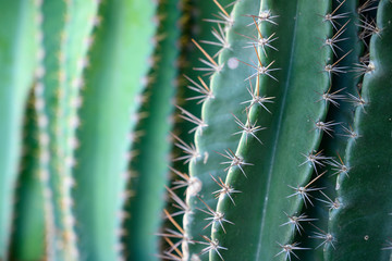 Cactus In Closeup