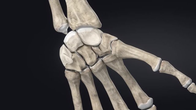 Carpal bones  &ndash; wrist bones -  educational video with labels