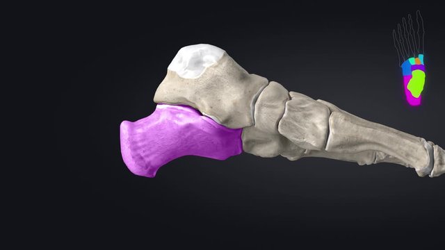 Tarsal bones - ossa tarsi - educational video without labels