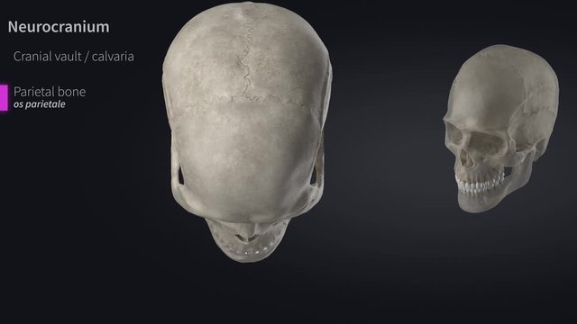 Skull - cranium - educational video with labels part 1