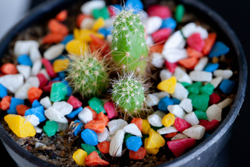 colorful candy and cactus in a bowl