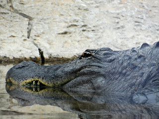 cocodrilo