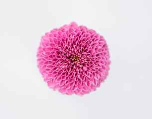 Pink chrysanthemum with white background.