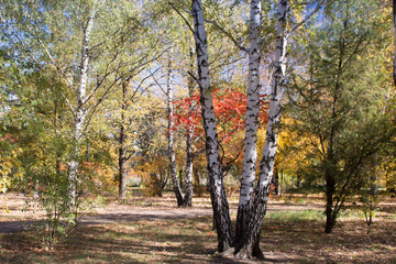 Fototapeta premium Birches in autumn park