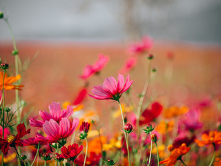 beautiful cosmos flower blooming in the field