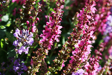 With around 1000 species, salvia or sage is the largest genus in the lip flower family