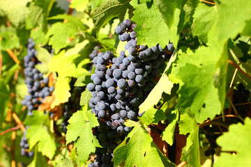 Grape cluster with blue dark berries hanging and ripening on a bush with leaves.