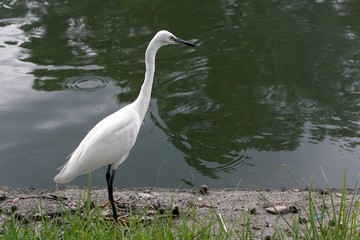 Naklejka premium Close up a white bird was finding a food beside a pond.