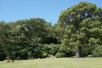 Fototapeta na wymiar 晩夏の公園