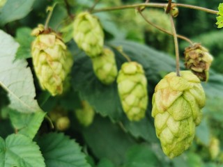 Bunches of green hop cones. Close-up photo