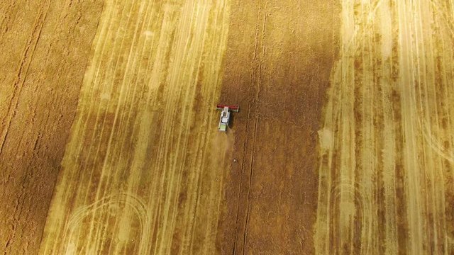 Combine and truck Harvesting on weat field