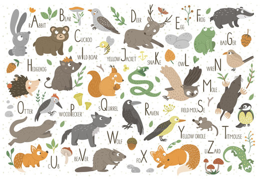 Woodland alphabet for children. Cute flat ABC with forest animals. Horizontal layout funny poster for teaching reading on white background..