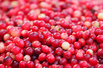 Cranberries or Vaccinium oxycoccos background. Foreground focus