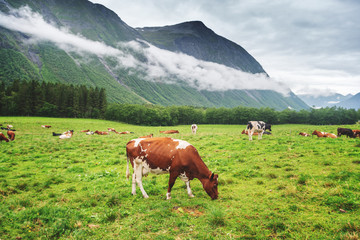 Fototapeta na wymiar Cows graze in a meadow against the backdrop of mountains in cloudy weather, a trip to Norway