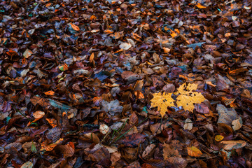autumn leaves on the ground