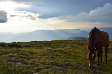 Horse in mountains
