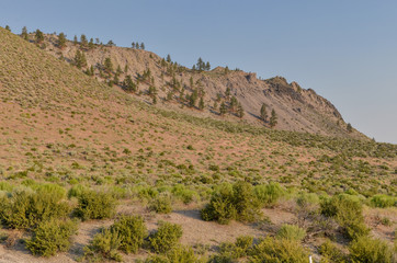Fototapeta na wymiar pines on the slopes of Northwest Coulee (Mono county, California, USA)