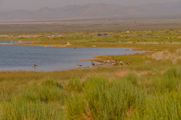 Canada Goose at Mono Lake - South Tufa Area (Mono County, California, USA)