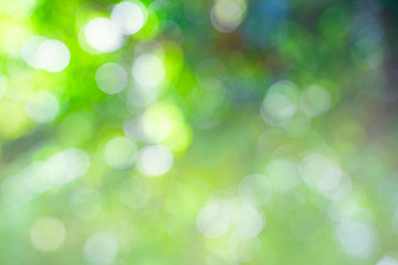 fresh natura green background with abstract blurred foliage and bright summer sunlight and copy space