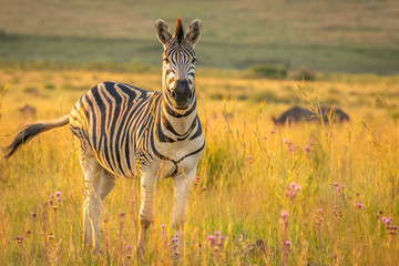Naklejka premium Zebra on the savanna at sunset, Welgevonden Game Reserve, South Africa.
