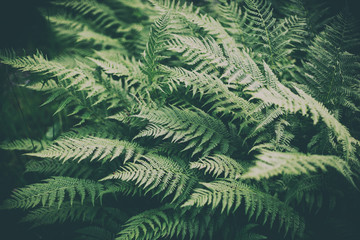 fern in the forest, leaf texture. Abstract natural background, retro tone
