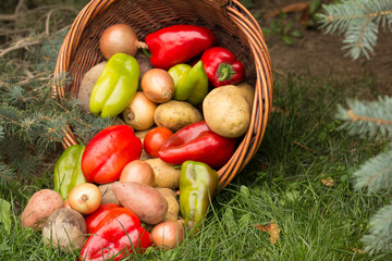 Fresh vegetables in basket on grass background. harvest festival concept