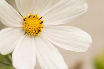 White flower chamomile close-up bokeh background.