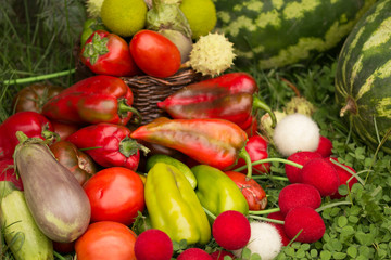 Fresh vegetables in basket . harvest festival concept