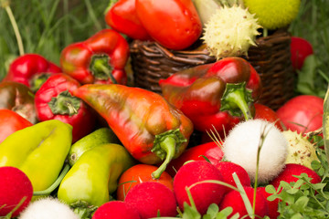 Fresh vegetables in basket . harvest festival concept