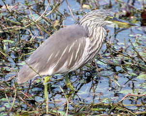 great blue heron