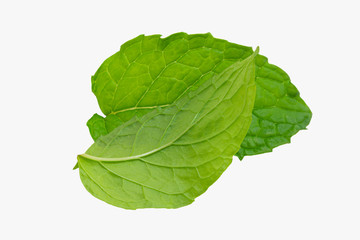 Mint leaves isolated on a white background