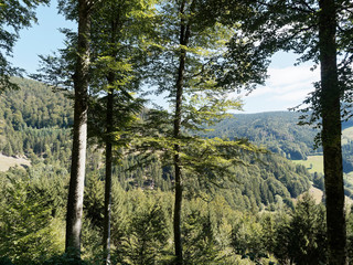 Landschaft vom Schwarzwald.. Der dichte Tannen- und Buchenwald an den Hängen von Fröhnd