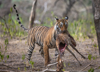 Tigress with Deer Kill Closeup