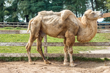 camel in the zoo close-up