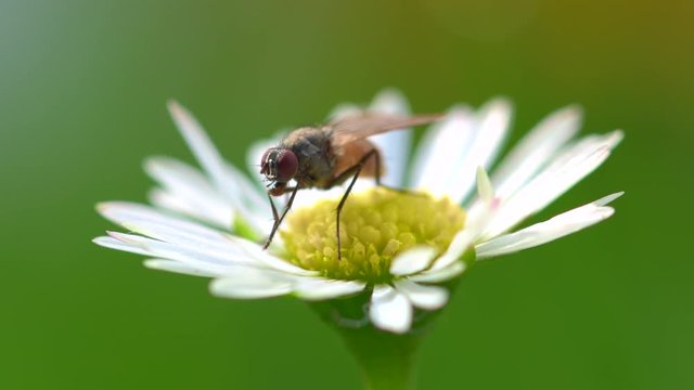 Macro footage of a small fly rubbing hands and proboscis after eating pollen from Ox-eye daisy flower.