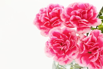 Elegance pink and white carnation on white background