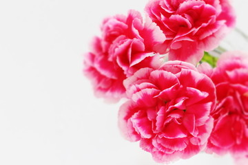 Elegance pink and white carnation on white background