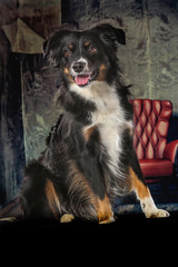 Australian Sherpard Dog