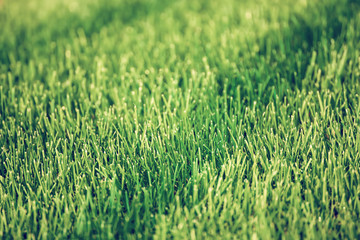 Natural abstract background