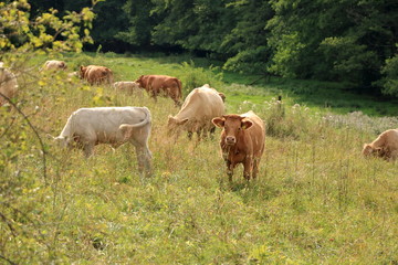 Obraz premium Cow grazing on a lovely green pasture