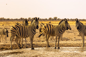 zebras
