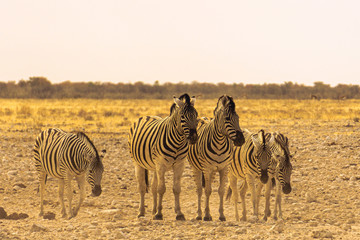 Three zebra's standing in a row; Etosha; Equus burchell's