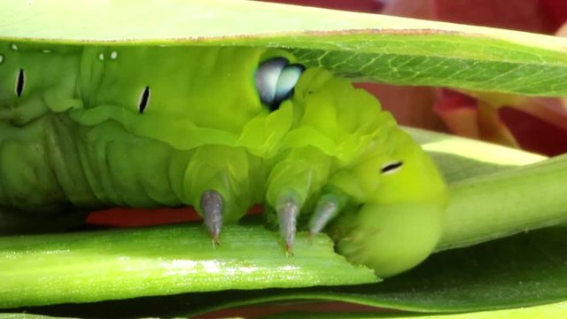 Oleander Hawk Moth Caterpillar (Daphnis nerii, Sphingidae), eat leaves of a plant.