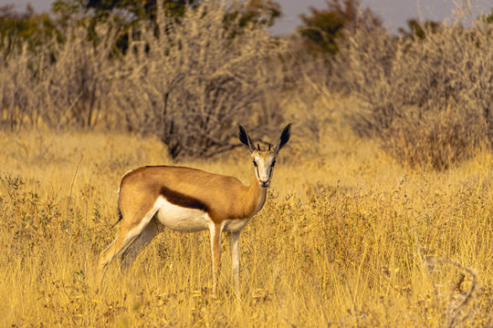 Springbok antelope, safari, South Africa